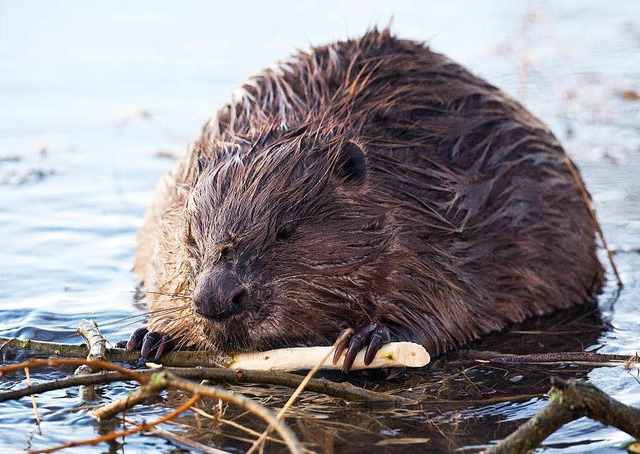 Ein Biber  | Foto: dpa