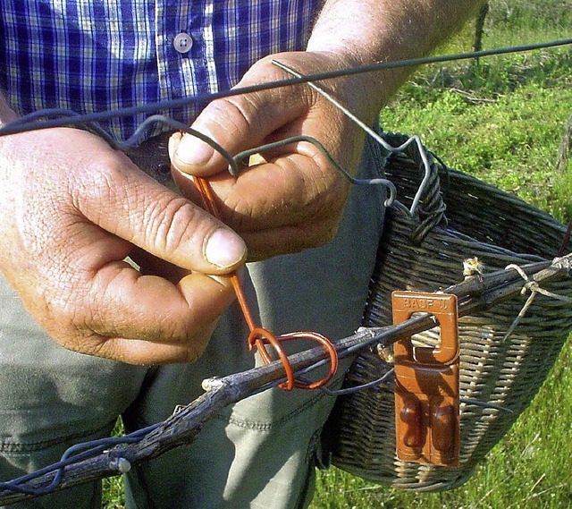 Ampullen gegen den Traubenwickler hng...en bertragene  Schwarzholzkrankheit.   | Foto: archivfotos: Merz/FALLER/WEINBAUINSTITUT