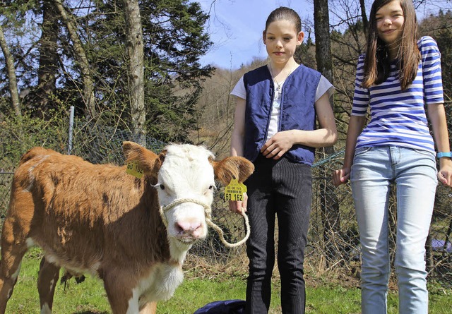 So s! Ein Bullenkalb vor der Verstei... Ein Kufer nahm es fr 270 Euro mit.   | Foto: anja bertsch