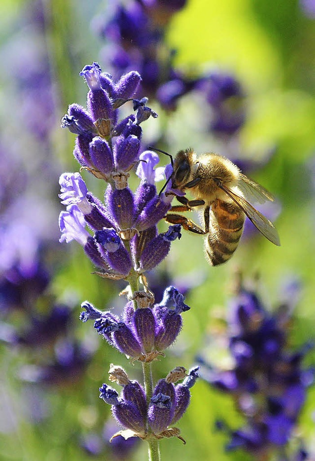 Die Biene, das (un)bekannte Wesen. Bei...ein Gefhl fr die Bienen entwickeln.   | Foto: Sebastian Heilemann