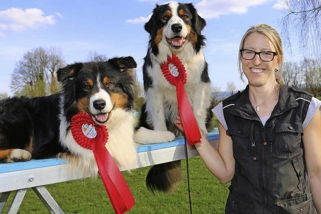 Hunde brauchen Arbeit