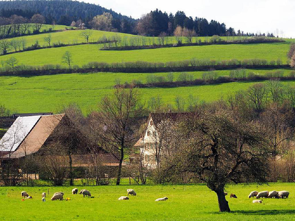 Schafherde auf saftiger Weide vor den Toren Oberrieds