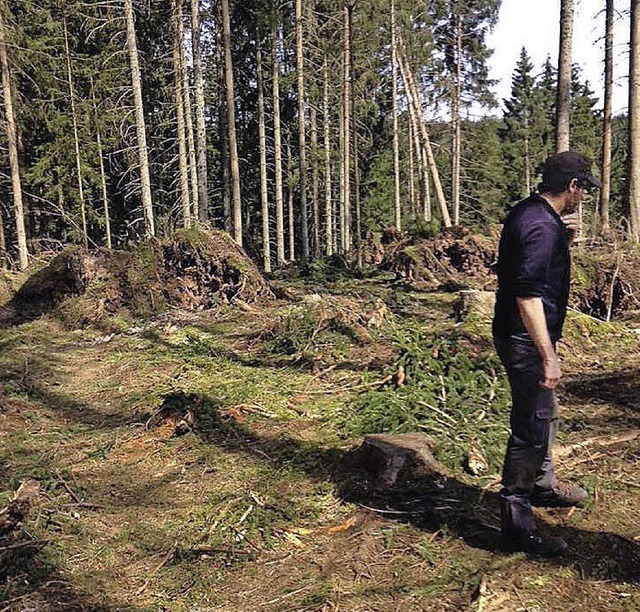 Ganze Schneisen hat Sturm Niklas in de... 5000 Festmeter Holz am Boden liegen.   | Foto: Stadtverwaltung
