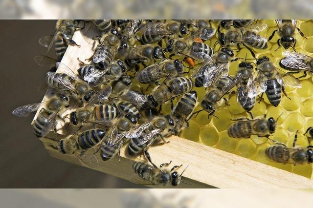 Neuer Vorstoß für Bienen
