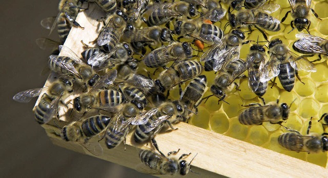 Bienen in der Stadt bedrfen der Unter...ihre Lebensgrundlage verbessert wird.   | Foto: Regula Wolf