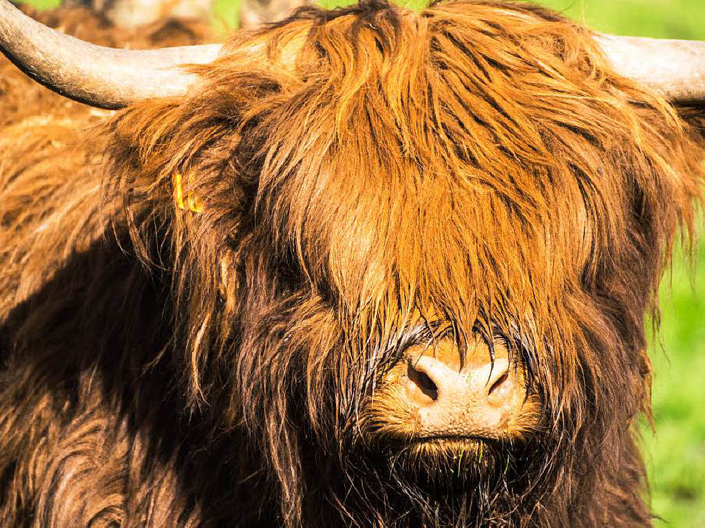 Ein schottisches Hochlandrind auf einer Weide bei Oberried