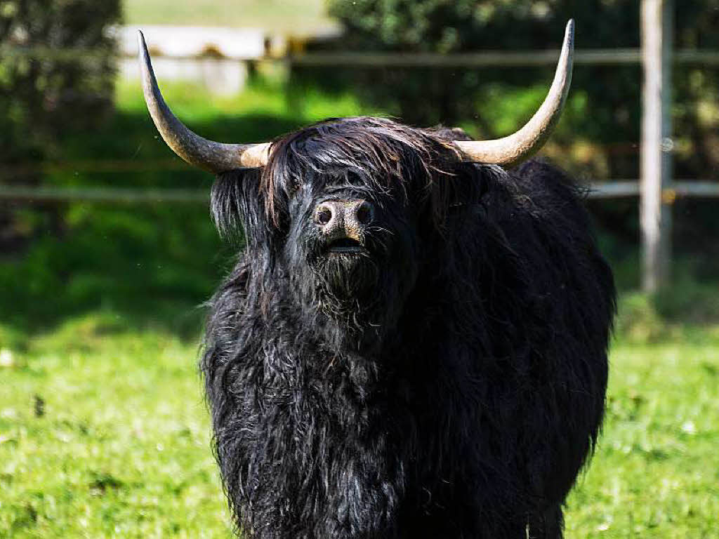 Mal in schwarz: ein schottisches Hochlandrind auf einer Weide bei Oberried
