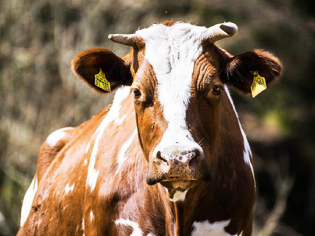 Eine Vorderwlder-Kuh auf einer Weide bei St. Mrgen
