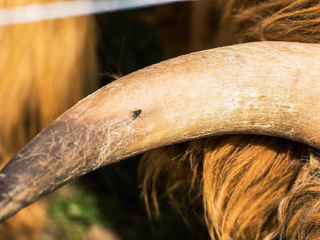 Horn eines Hochlandrinds bei Buchenbach