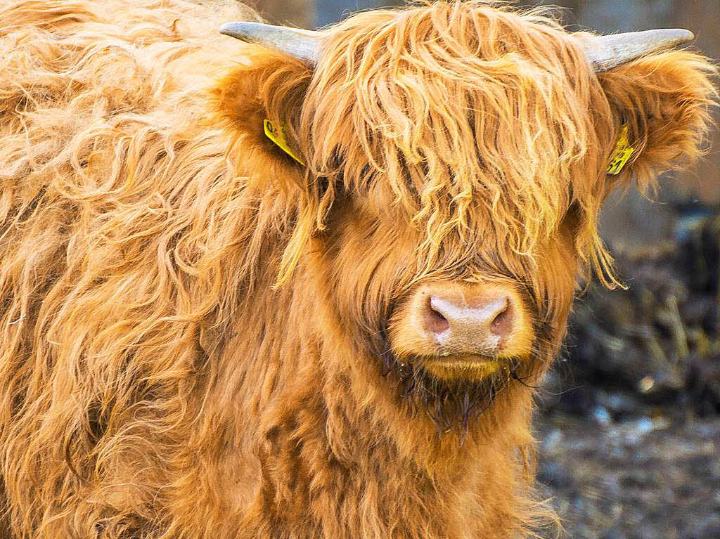 Ein schottisches HochlandKalb auf einer Weide bei Oberried
