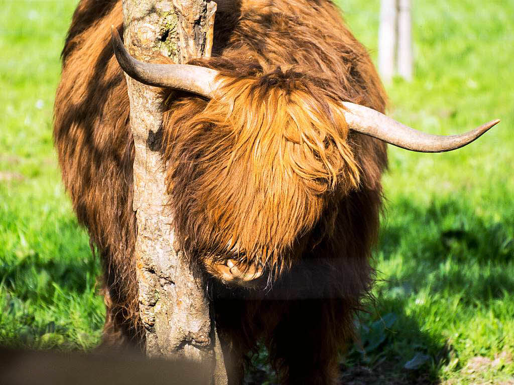 Ein schottisches Hochlandrind auf einer Weide bei Oberried