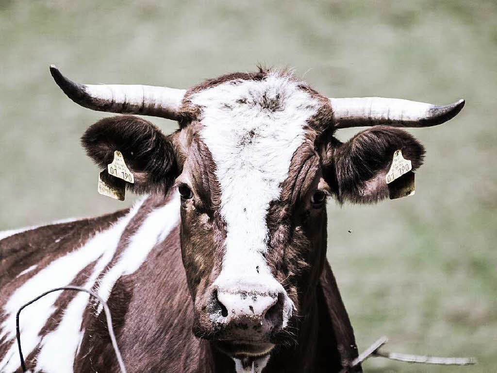 Eine Vorderwlder-Kuh auf einer Weide bei St. Mrgen
