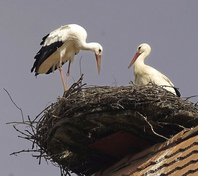 Ein Storchenpaar nistet auf dem Dach der    Frick-Mhle.       | Foto: Privat