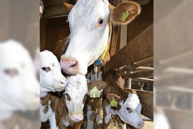 Ein tierisches Trio im Kuhstall