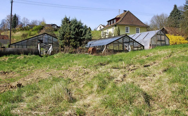 Auf dem Areal der ehemaligen Grtnerei...ehrfamilienhusern realisiert werden.   | Foto: Petra Wunderle