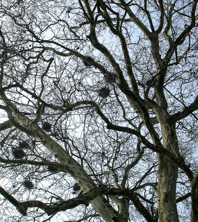 Krhen  haben den Baum an der Ecke Markgrafen-/Luisenstrae wieder besetzt.  | Foto: Sylvia-Karina Jahn