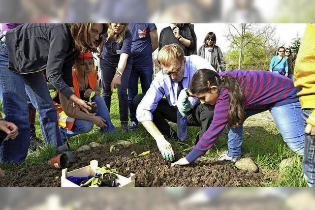 In Freiburg vedrngen Baugebiete die Kleingrten - aber Urban Gardening ist in