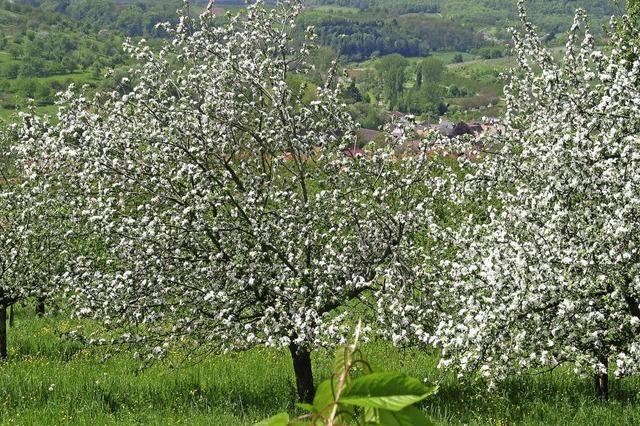 Bltenfest auf dem Stalten und Pfilbuck bei Mllheim