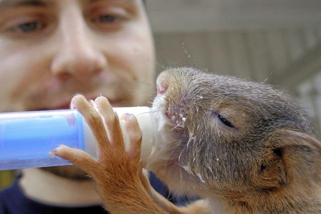 Eichhörnchen Andy stillt seinen Durst