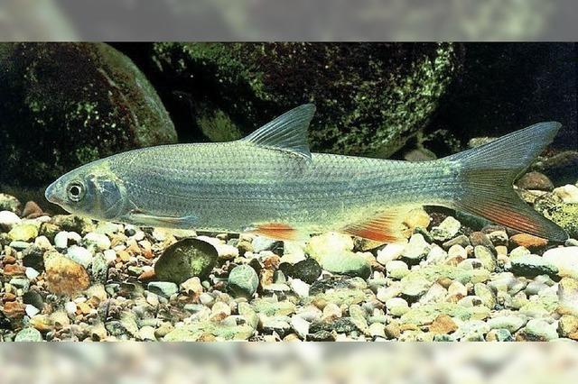 Schwarmweise schwimmen die Fische zum Laichen