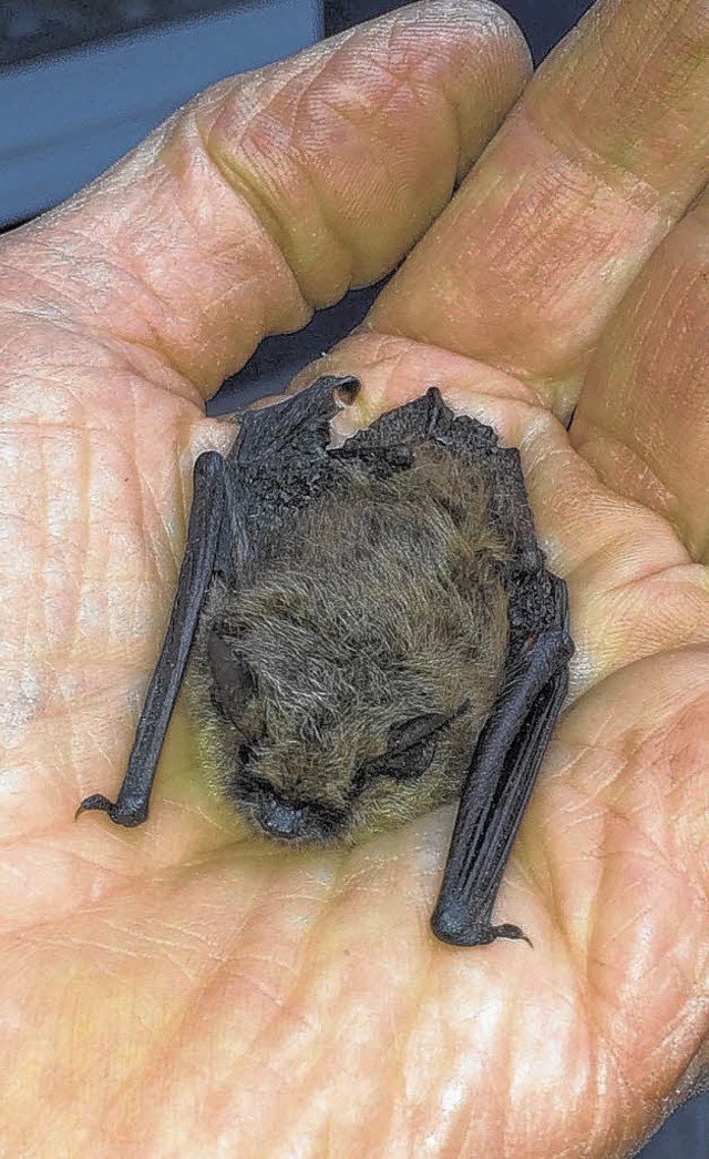 Die Bartfledermaus konnte letztlich nicht von Helmut Glaser gerettet werden  | Foto: Susann Klatt-D&#8217;Souza