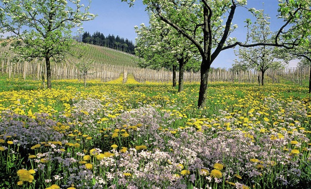 Vorbei an blhenden Wiesen, Obstbumen und Reben fhrt der Brennersteig.   | Foto: Tourist-Info