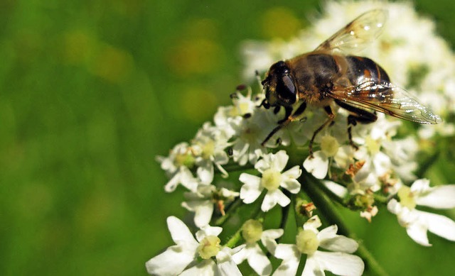 Eine fleiige Biene ist das Wahrzeichen der Landfrauen im Landkreis.   | Foto: Jutta Schtz