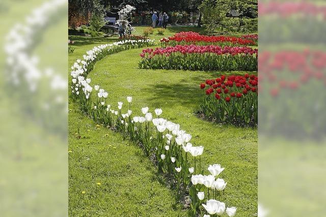 Tulpenfest im Lahrer Stadtpark