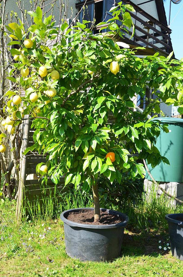 Einsame Orange unter vielen Zitronen: ...ng bietet Manuela Koutsoukas Bumchen.  | Foto: Sarah Minarik