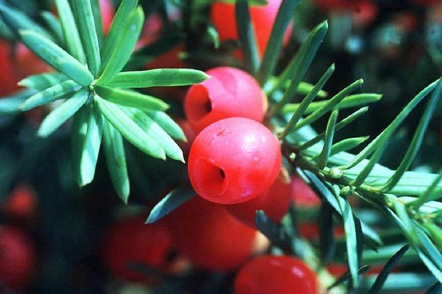 Eiben im Hllental: Seltener Baum gibt Comeback