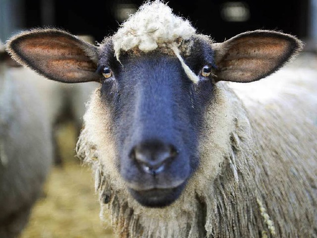 Schafe sind in Dnemark knftig nur noch legales Sexobjekt anderer Schafe.   | Foto: dpa