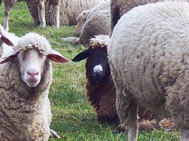 Ein totes Schaf mit einer groen Bissw...Dorfrand von Fubach gefunden worden.   | Foto: Hubert Rderer