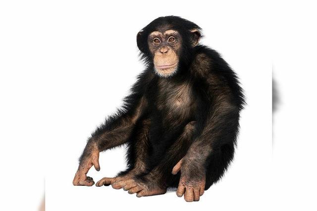 Tierisches Urteil in New York: Menschenrechte für Schimpansen?