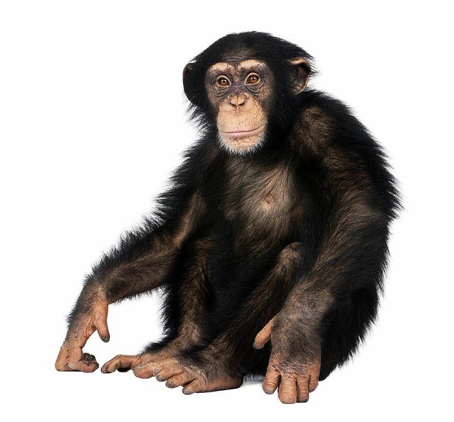 Sollten auch Schimpansen Rechte haben?  | Foto: E. Issele (Fotolia.com)