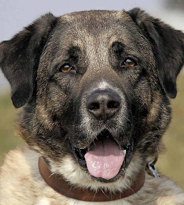 Mag Menschen und ist nicht gerne allein: Hund Hoby   | Foto: Tierheim