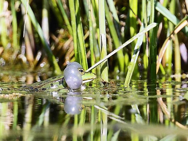 Das Mnnchen zeigt beim Quaken seine Schallblasen.   | Foto: Ingo Schneider