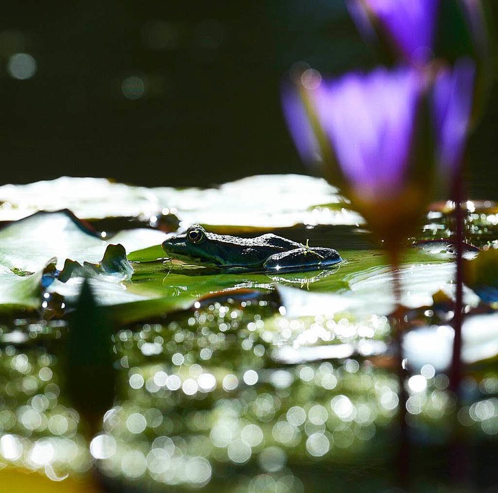 Frösche im Paarungsrausch BalzKonzert im Botanischen