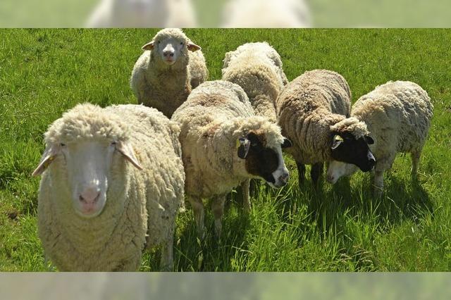 Schafe mit Bildungspotenzial