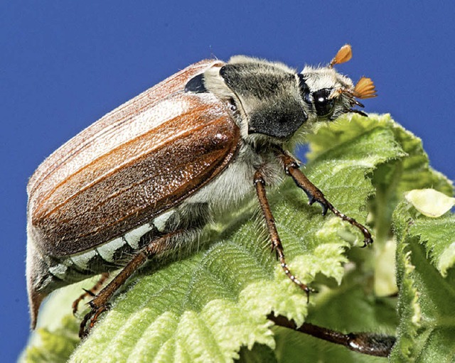 Es ist wieder Maikferzeit.   | Foto: dpa