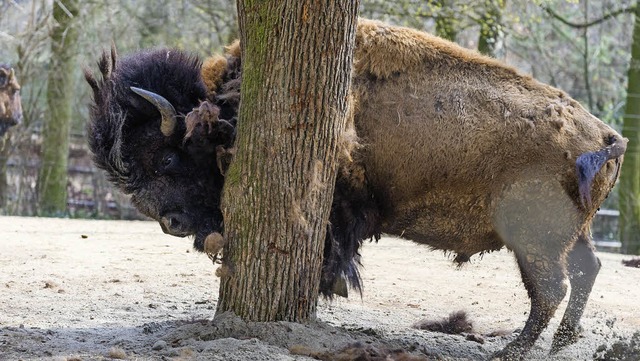   | Foto: Zoo Basel