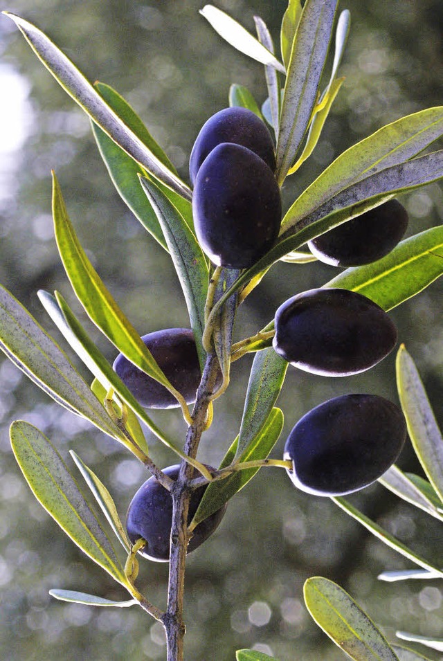 Mythenumrankt: die Olive   | Foto: afp