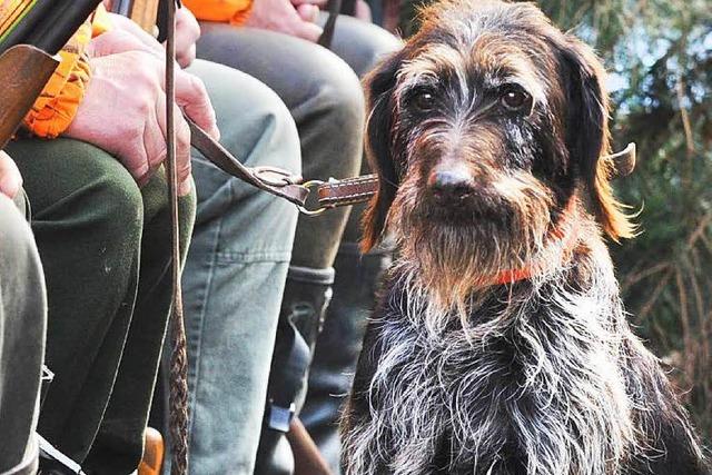 Jagdhund stirbt auf A5 bei Teningen