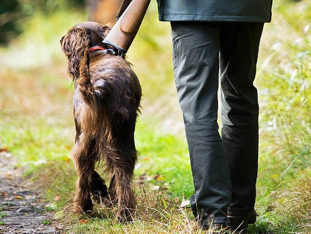 Ein Jagdhund starb bei dem Unfall. ein anderer wurde schwer verletzt.  | Foto: dpa