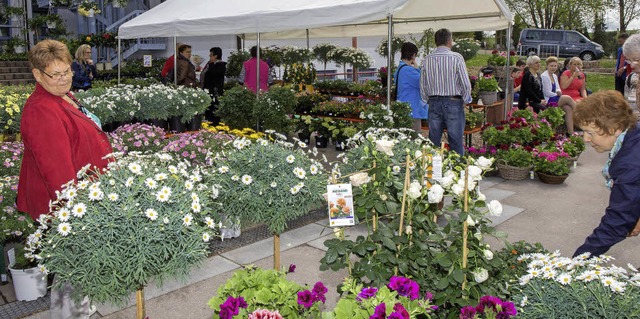 Das Freigelnde zwischen Schlchttalha...ande&#8220; in ein buntes Blumenmeer.   | Foto: cs/wd