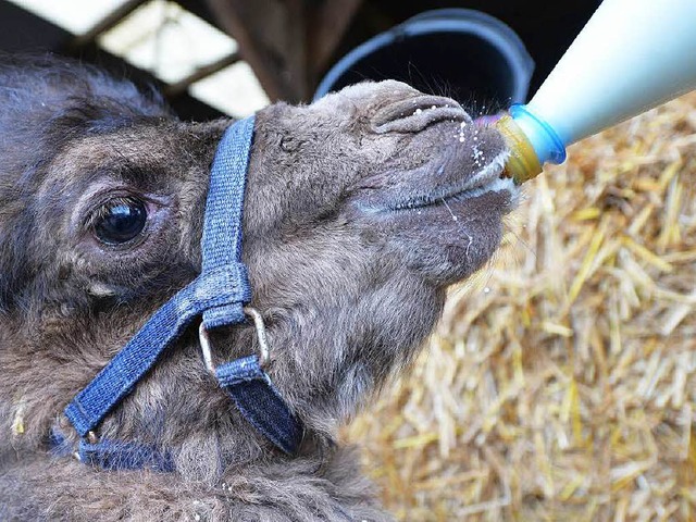 Die Milch schmeckt auch Kamel-Babys.  | Foto: dpa