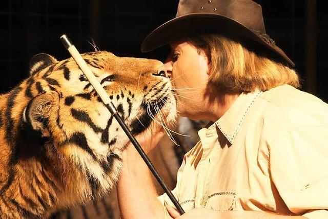 Preisgekrönte Tiger beim Circus Manuel Weisheit