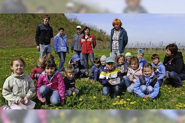 Jede Menge Leben auf der Blumenwiese