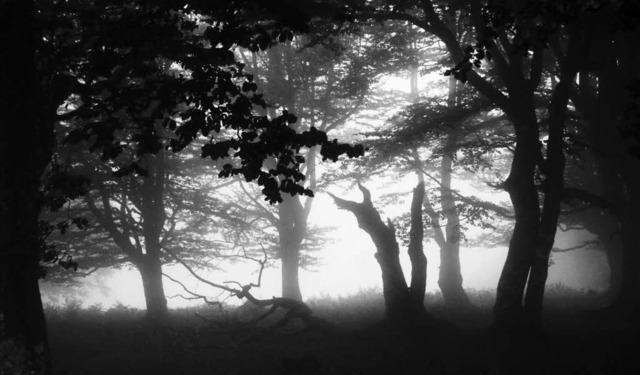 Blick in die Seele? Eine Baumgruppe am Schauinsland im Nebel.   | Foto: Nadine Kreutter