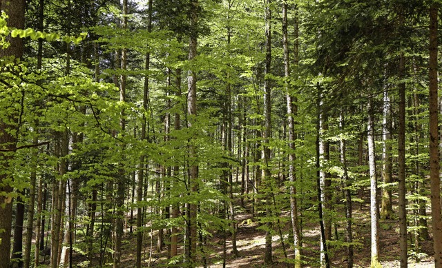 &#8222;Wald ist nicht nur Wirtschaftsg...denschutz und Luftreinhaltung&#8220;.   | Foto: Dieckmann