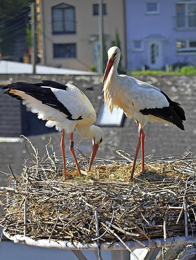 Die beiden Strche fhlen sich in Mengen wohl.   | Foto: Gabriele Hennicke